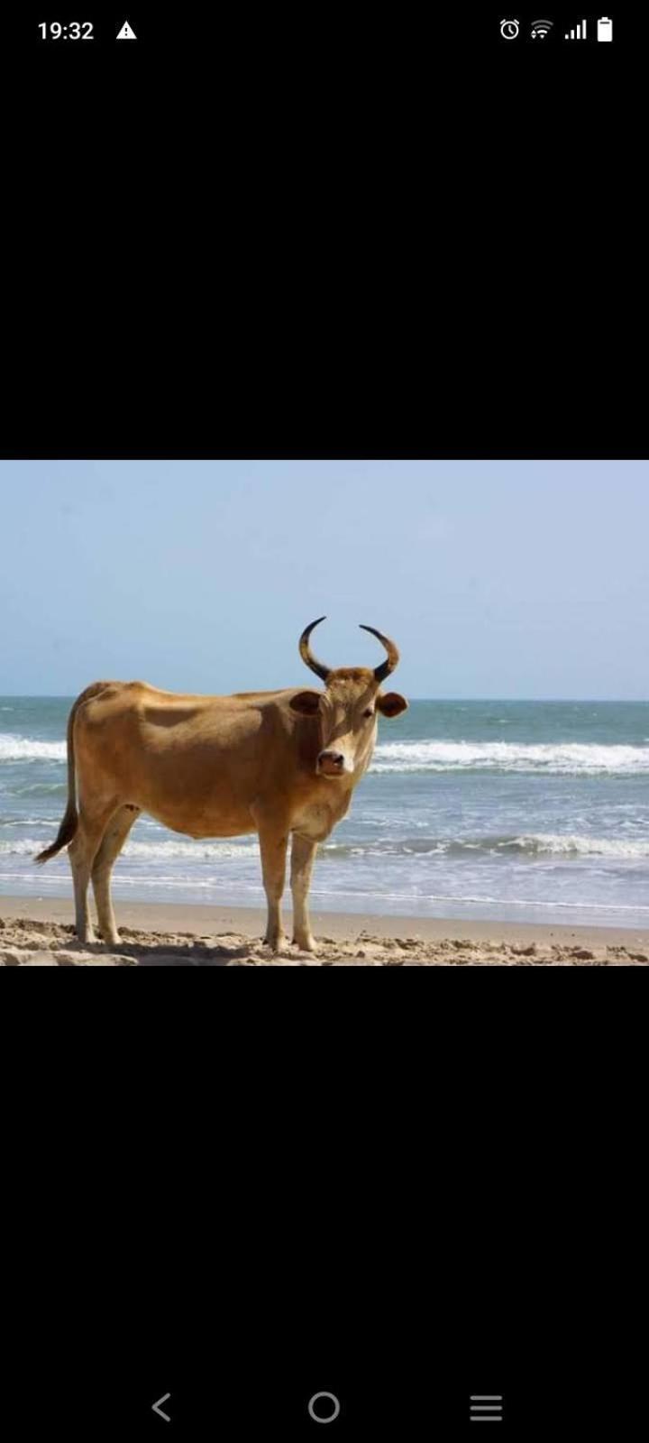 Chez Bethy & Baboulaye Jungle Et Ocean Villa Abeme ภายนอก รูปภาพ