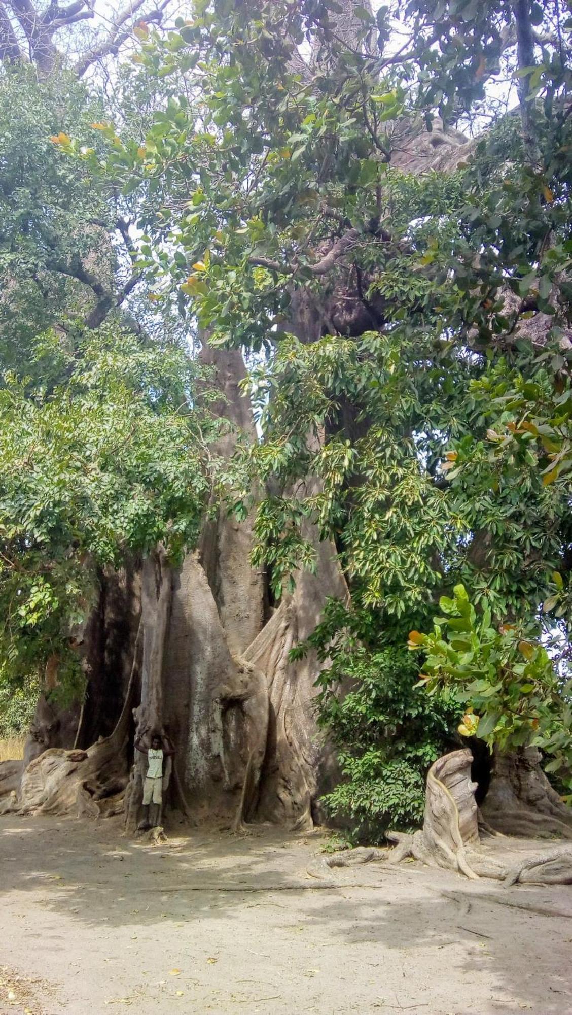 Chez Bethy & Baboulaye Jungle Et Ocean Villa Abeme ภายนอก รูปภาพ